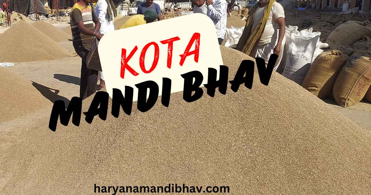 Kota Mandi Bhav Today